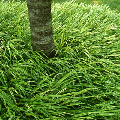 Produktbild von 6 x japonská horská tráva - Hakonechloa macra - kvetináč 9cm x 9cm
