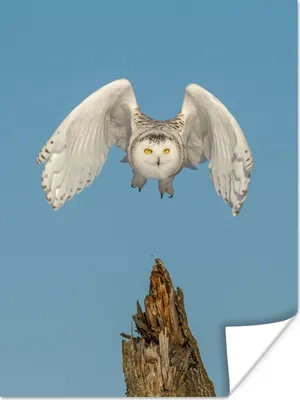 Produktbild von MuchoWow® Poster Schneeeule fliegt von einem Baumstamm weg 120x160 cm - Wandbilder