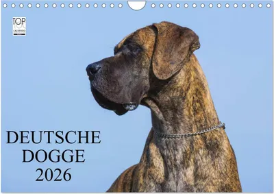 Produktbild von Deutsche Dogge 2026 (Wandkalender 2026 DIN A4 quer), CALVENDO Monatskalender