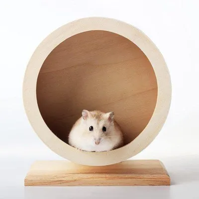 Imagen del producto de Rueda para hámster con amortiguación: equipo de entrenamiento para pequeños roedores, adecuado para hámsteres sirios, ratones, ratas y otras mascotas pequeñas (diámetro: 15 cm)