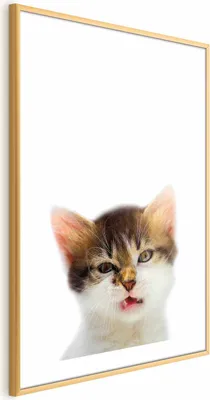 Produktbild von Posterpapier Poster - Annoyed Cat 21x30 cm Für Kinder g-B-0100-ao-a