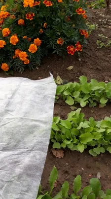Obrázok produktu pre AGRO netkaná textília BIELA 17 g/m² 1,06 x 5 m