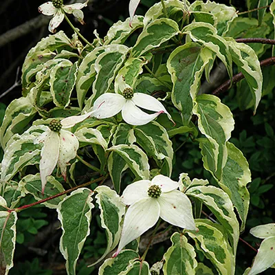 Produktbild von Hoher Etagen-Hartriegel - Cornus Controversa 'Variegata' - 50-60 cm in Container