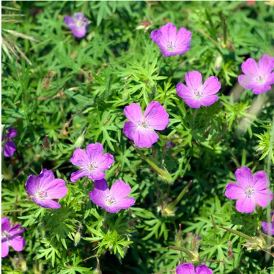 Image de Plants by Frank | 12 Plantes de géranium sanguin | Geranium sanguineum | Plantes vivaces rustiques | Vivaces | Plantes d’extérieur | Jardin