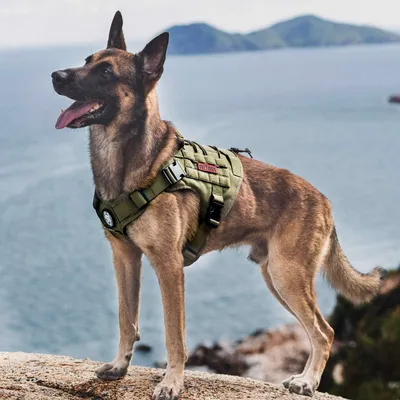 Produktbild von Unyqoos® Taktisches Hundegeschirr Molle – 1000D Nylon, verstellbar mit Griff & Schnellverschlüssen, Trainings- & Serviceweste, XL, Ranger-Grün