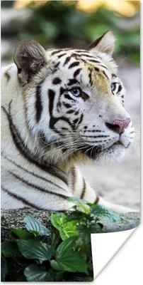 Produktbild von MuchoWow® Poster Tiger - Weiß - Sand 60x120 cm - Wandschmuck