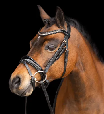 Obrázek produktu pro Jezdecká uzdečka Imperial Riding IRHPetit Black-Rose, velikost:Pony