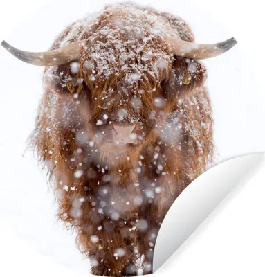 Produktbild von MuchoWow® Runde Wandtattoo - Wandsticker Tapete Aufkleber Schottischer Highlander - Kuh - Schnee Ø 30 cm Selbstklebend und Repositionierbar - Wandaufkleber - Kreis - Wandbild - Fototapete - Selbstklebend - Dekoration - Wandschmuck - Schlafzimmer