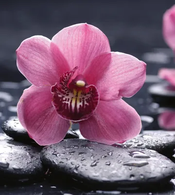 Produktbild von Fototapete - Orchid 225x250cm - Vliestapete