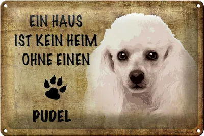 Produktbild von Blechschild Pudel  30x20cm Haus ist kein Heim ohne