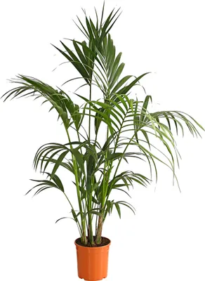Produktbild von Dehner Kentiapalme, Howea forsteriana, mit Fiederblättern, ca. 140-160 cm, Ø Topf 23 cm, Zimmerpalme