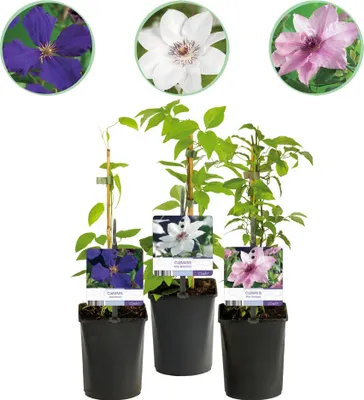 Produktbild von GreenboutiQ - Kletterpflanze - Clematis Tricolour - Blüte Rosa Weiß Lila - Wenig Pflege - 3 Pflanzen - Topf 11cm Höhe 40cm