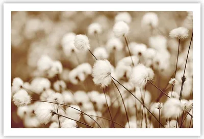 Produktbild von Poster - Poster ohne Rahmen - Baumwolle Boho Wollig - 91,5x61 cm - Wand Bild - Wanddeko - Wandbilder - Kunstposter - Wandposter - Bilder - Kunstdruck - Wanddekoration - Wandbild - P2XAA91x61-4850