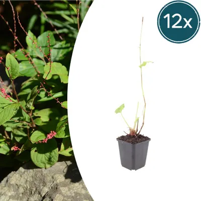 Zdjęcie produktu dla Persicaria a. 'Speciosa' | 12 sztuk - 10-25cm - Ø9cm - Roślina ogrodowa