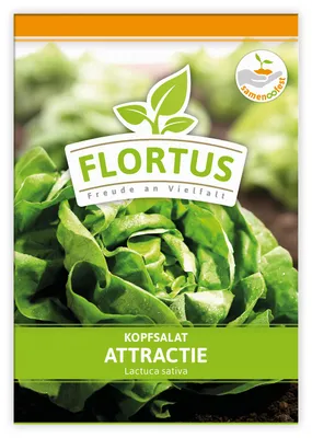 Artikelbild 1 von 'Kopfsalat Attractie' aus der Kategorie Kopfsalatsamen