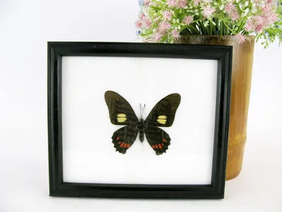 Image de Papillon unique encadré, idéal pour la décoration murale
