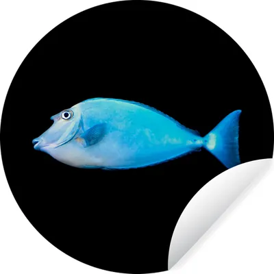Produktbild von MuchoWow® Runde Wandtattoo - Wandsticker Tapete Aufkleber Fische - Meerestiere - Schwarz Ø 80 cm Selbstklebend und Repositionierbar - Wandaufkleber - Kreis