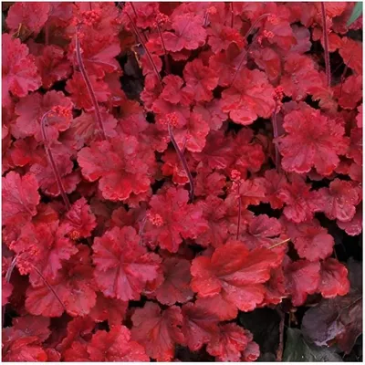 Produktbild von Stauden Gänge 1 x Heuchera Hybride 'Cherry Cola' im 1 Liter Topf - Purpurglöckchen - Der Farbzauber für Ihren Garten - absoluter Hingucker