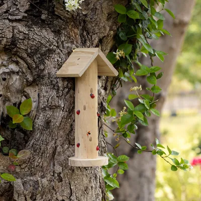 Produktbild von Holzhaus für Marienkäfer - Hotel für Marienkäfer und fliegende Insekten - Insektenhotel für Garten oder Balkon - Natürliche Insektenbekämpfung