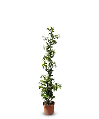 Produktbild von Slnečný strom - Toskánsky jazmín - Popínavá rastlina - Vonkajšia rastlina - Odolný do -18 - Trachelospermum Jasminoides - 120 cm