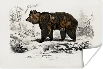 Produktbild von MuchoWow® Poster Bär - Vintage - Tier 60x40 cm - Schlafzimmerdekoration