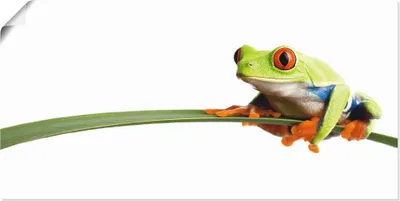 Produktbild von ARTland Poster Frosch auf einem Blatt Größe: 40x20 cm