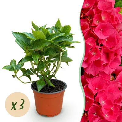 Image de Green boutiQ - Plante de jardin - Hydrangea macrophylla Rouge - Hortensia - Rustique - Rouge - 3 plants - Pot de 12 cm - Hauteur : 20-30 cm