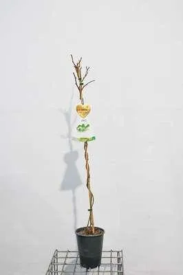Obrázek produktu pro Actinidia deliciosa 'Matua' (mnl) - Samčí kiwi 'Matua' | 100-125 cm (výška) v květináči