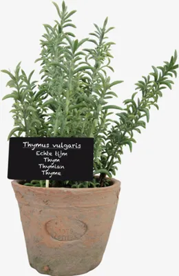 Produktbild von Esschert Design Kunst-Thymian in AT Topf L; AH002