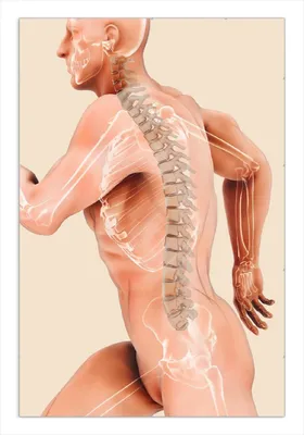 Produktbild von Wallario Wandbild Anatomie Wirbelsäule - Menschliches Skelett beim Laufen, Größe: 61 x 91,5 cm, Poster mit rahmenlosen Bildhalter