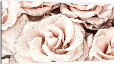 Produktbild von DEQORI Glasbild Echtglas 100x50 cm 'Taufrische Rosen' Wandbild Bild modern Deko