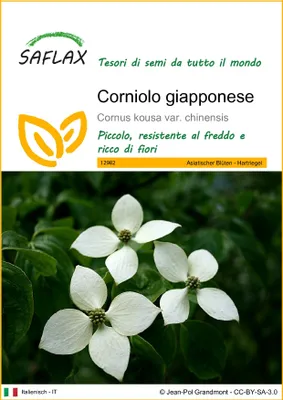 Immagine prodotto di SAFLAX - Corniolo giapponese - 30 semi - Cornus