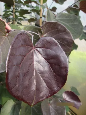 Produktbild von Cercis canadensis Forest Pansy - Roter Judasbaum 80-100