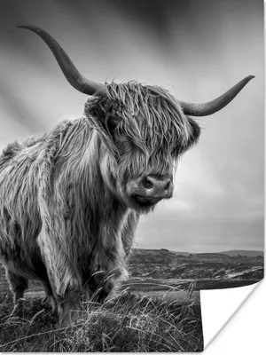 Produktbild von MuchoWow® Poster Kühe - Schottische Hochlandkühe - Natur - Tiere - Schwarz und weiß 90x120 cm - Wohnzimmer
