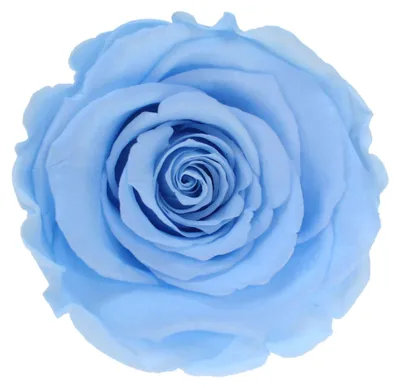 Produktbild von Infinity Rose XL Ø6-7cm konserviert stabilisiert haltbar Rosenkopf ewige Blüte Hellblau (blu89)