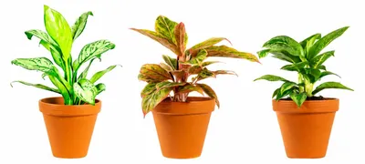Produktbild von Gardners Aglaonema-Mischung, Durchmesser 9 cm, KI-generiertes Bild