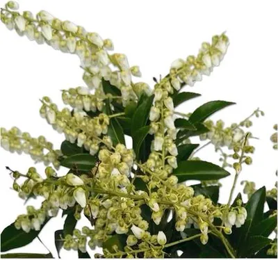 Obrázek produktu pro Pieris japonský FloraSelf Pieris japonica 'Taiwanensis' květináč 3 l