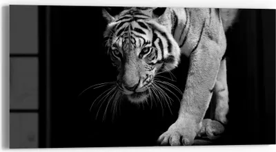 Produktbild von DEQORI Glasbild Echtglas 60x30 cm 'Pirschender Tiger' Wandbild Bild modern Deko