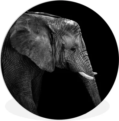 Produktbild von MuchoWow® Rundes Wandbild - Runde Bilder Elefant - Schwarz und weiß - Porträt - Tiere Ø 90 cm Kreis Wanddekoration Kunststoff - Wandkreis - Wandschmuck - Wand-Kreis - Wohnzimmer - Bild - Runde - Wanddeko - Dibond - Kunstdrucke