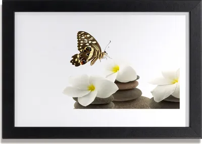 Produktbild von Bild 30x20 MDF-Rahmen Wandkunst Schmetterlings-Blumen-Pflanze Steine