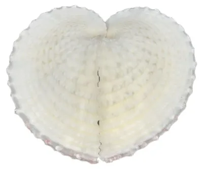 Weiße Herzmuschel Corculum cardissa von oben mit deutlicher Herzform