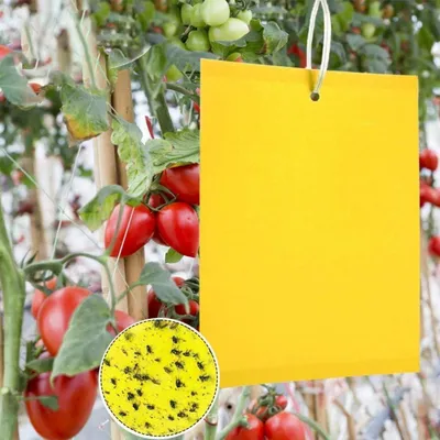 Produktbild von Gelbtafeln gegen Schädlinge 50 Stück 15x20 cm