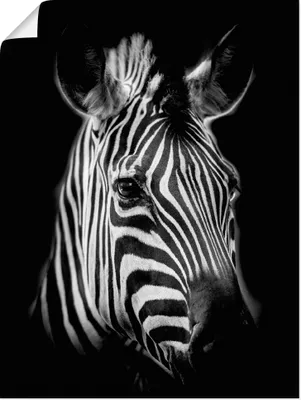 Produktbild von ARTland Poster Zebra Größe: 60x80 cm
