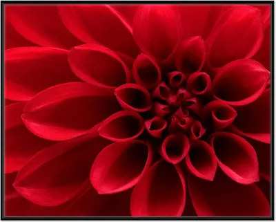 Produktbild von Wallario Wandbild Rote Dahlienblüte in Nahaufnahme, Größe: 40,30 x 50,30 cm, Poster mit schwarzem Aluminiumrahmen