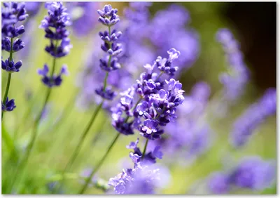 Produktbild von Tulup® Glas-Bild - 100 x 70 - Wandbild aus Glas - Wandkunst - Wandbild hinter gehärtetem Sicherheitsglas - Blumen & Pflanzen - Lavendel - Lila
