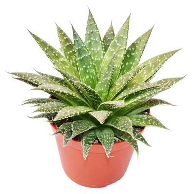 Obrázek produktu pro Aloe arristata – velká rostlina v květináči o průměru 12 cm