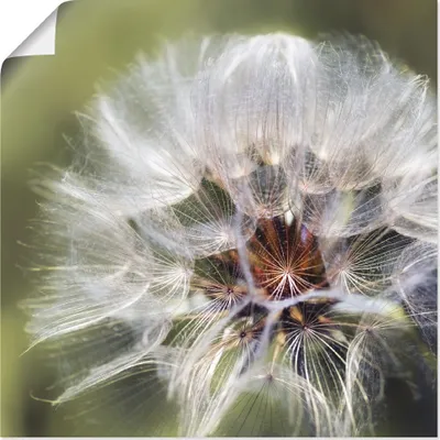 Produktbild von ARTland Poster Pusteblume II Größe: 30x30 cm