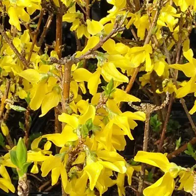 Image de 2 x  Forsythia  - Forsythia intermedia « Minigold »  | 50-60 cm en conteneur