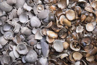 Produktbild von Muscheln, Muscheln, Mehrfarbig, 20 kg Sack, für Garten und Beet