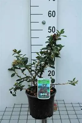 Image de Escallonia rubra 'Macrantha' - Arbuste andin en conteneur 40- 50 cm